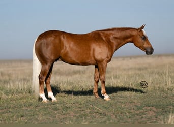 Quarter Pony, Wałach, 8 lat, 142 cm, Izabelowata