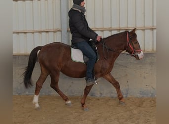 Quarter Pony Mix, Wałach, 8 lat, 145 cm, Ciemnokasztanowata
