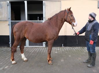 Quarter Pony Mix, Wałach, 8 lat, 145 cm, Ciemnokasztanowata