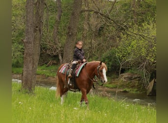Quarter Pony, Wałach, 8 lat, Cisawa