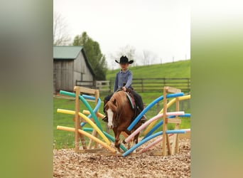 Quarter Pony, Wałach, 8 lat, Cisawa
