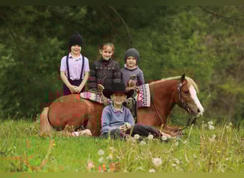 Quarter Pony, Wałach, 8 lat, Cisawa