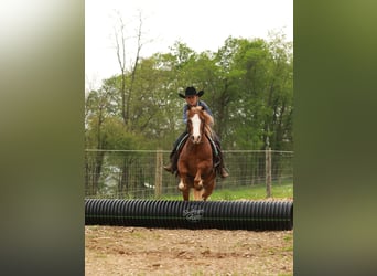 Quarter Pony, Wałach, 8 lat, Cisawa