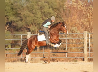 Quarter Pony, Wałach, 9 lat, 137 cm, Gniada