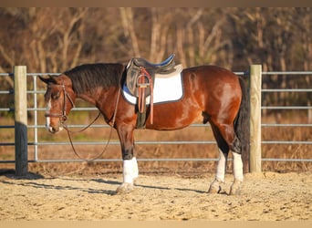 Quarter Pony, Wałach, 9 lat, 137 cm, Gniada