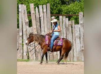 Quarter Pony, Wałach, 9 lat, 142 cm, Gniada