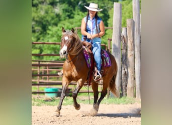 Quarter Pony, Wałach, 9 lat, 142 cm, Gniada