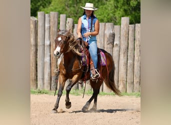 Quarter Pony, Wałach, 9 lat, 142 cm, Gniada