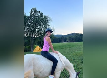 Quarter Pony, Wałach, 9 lat, 154 cm, Biała