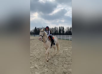 Quarter Pony, Wałach, 9 lat, 154 cm, Biała