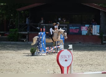Quarter Pony, Wałach, 9 lat, 154 cm, Biała