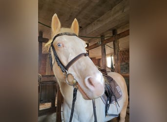 Quarter Pony, Wałach, 9 lat, 154 cm, Biała