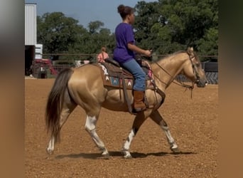 Quarter Pony, Wałach, 9 lat, Srokata