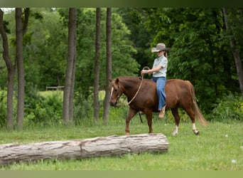Quarter Pony, Wałach, 9 lat