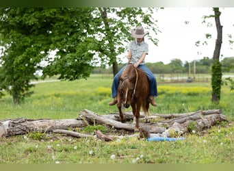 Quarter Pony, Wałach, 9 lat