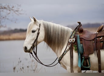 Quarter Pony, Wałach, 10 lat, 135 cm, Siwa