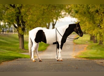 Quarter Pony, Wałach, 10 lat, 135 cm, Srokata
