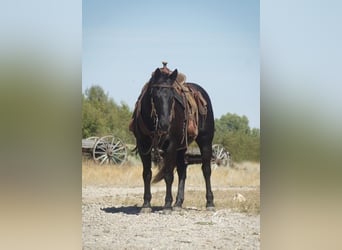 Quarter Pony, Wałach, 10 lat, 137 cm, Kara