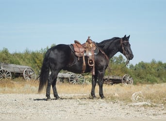 Quarter Pony, Wałach, 10 lat, 137 cm, Kara