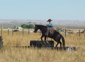Quarter Pony, Wałach, 10 lat, 137 cm, Kara