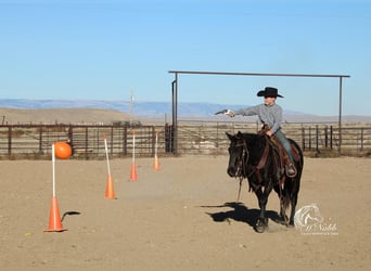 Quarter Pony, Wałach, 10 lat, 137 cm, Kara
