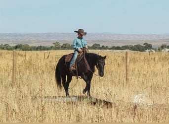 Quarter Pony, Wałach, 10 lat, 137 cm, Kara