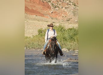 Quarter Pony, Wałach, 10 lat, 137 cm, Kara