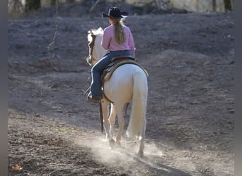 Quarter Pony, Wałach, 10 lat, 140 cm, Srokata