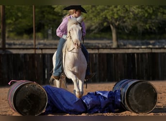 Quarter Pony, Wałach, 10 lat, 140 cm, Srokata