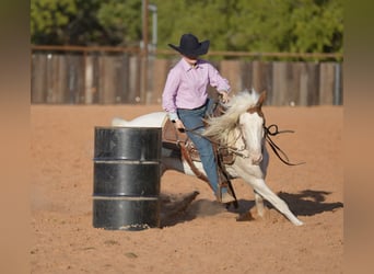 Quarter Pony, Wałach, 10 lat, 140 cm, Srokata