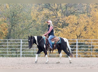 Quarter Pony Mix, Wałach, 10 lat, 140 cm, Srokata