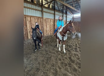 Quarter Pony, Wałach, 11 lat, 137 cm, Kara