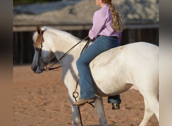 Quarter Pony, Wałach, 11 lat, 140 cm, Srokata