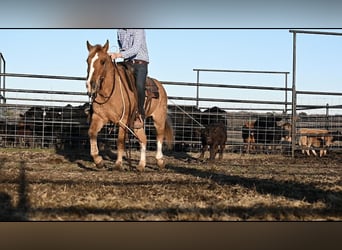 Quarter Pony, Wałach, 12 lat, 142 cm, Bułana