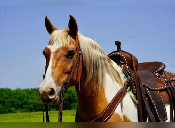 Quarter Pony, Wałach, 12 lat, Izabelowata
