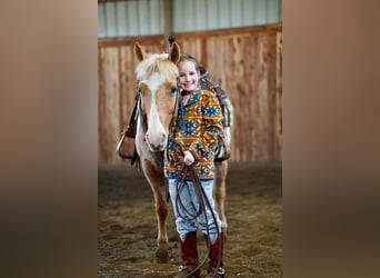 Quarter Pony, Wałach, 12 lat, Izabelowata