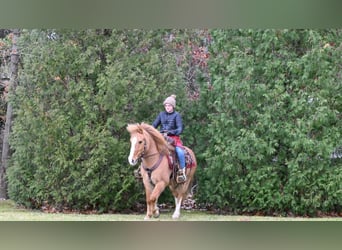 Quarter Pony, Wałach, 13 lat, 127 cm, Bułana