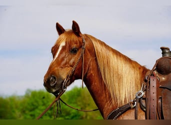 Quarter Pony, Wałach, 14 lat, 142 cm, Cisawa