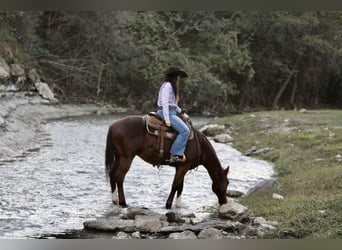 Quarter Pony, Wałach, 14 lat, 147 cm, Cisawa