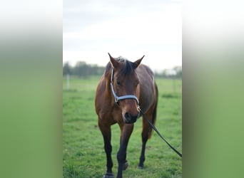 Quarter Pony, Wałach, 17 lat, 152 cm, Gniada