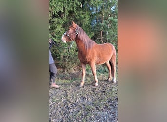 Quarter Pony Mix, Wałach, 5 lat, 140 cm, Kasztanowata