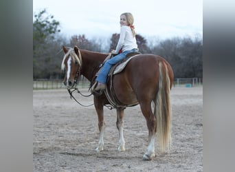 Quarter Pony, Wałach, 6 lat, 135 cm, Cisawa