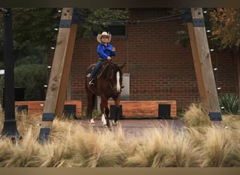 Quarter Pony, Wałach, 6 lat, 145 cm, Gniada
