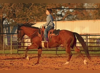 Quarter Pony, Wałach, 6 lat, 145 cm, Gniada