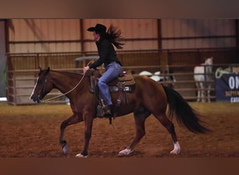 Quarter Pony, Wałach, 6 lat, 145 cm, Gniada
