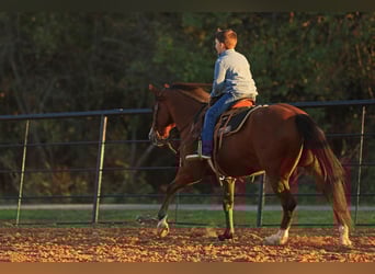Quarter Pony, Wałach, 6 lat, 145 cm, Gniada