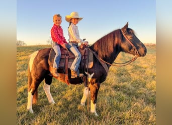 Quarter Pony, Wałach, 7 lat, 137 cm, Srokata