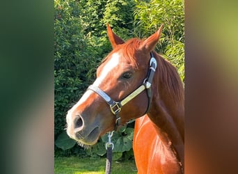 Quarter Pony, Wałach, 7 lat, 144 cm, Cisawa