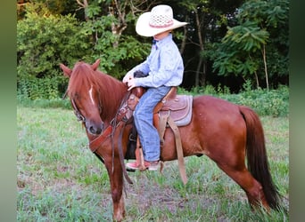 Quarter Pony, Wałach, 8 lat, 122 cm, Cisawa