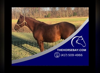 Quarter Pony, Wałach, 8 lat, 137 cm, Cisawa